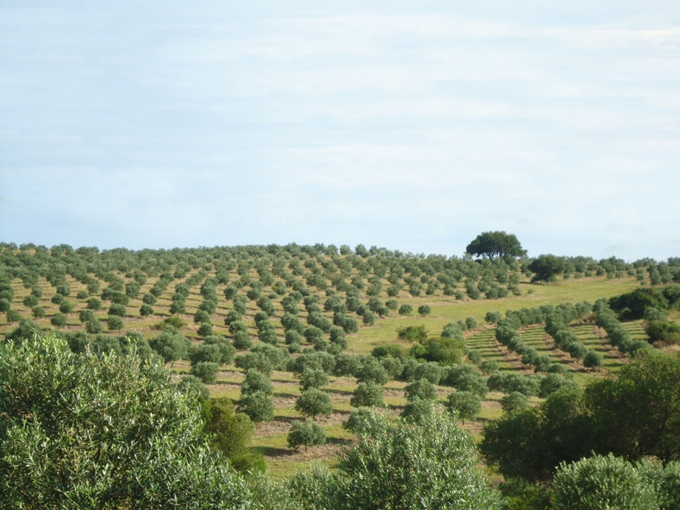 Campo en Maldonado — imagen 2