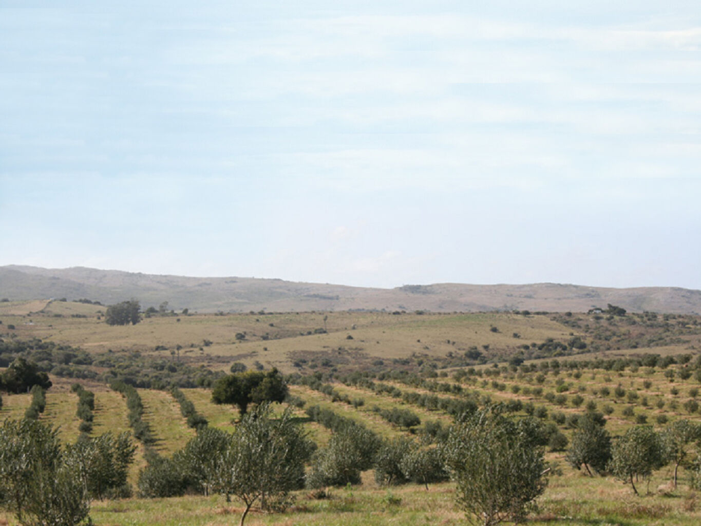Campo en Maldonado — imagen 3