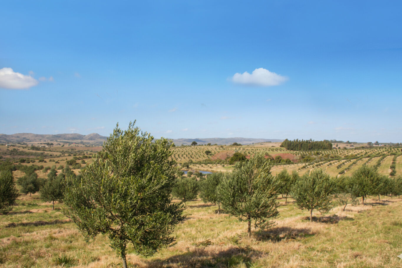 Campo en Maldonado — imagen 6