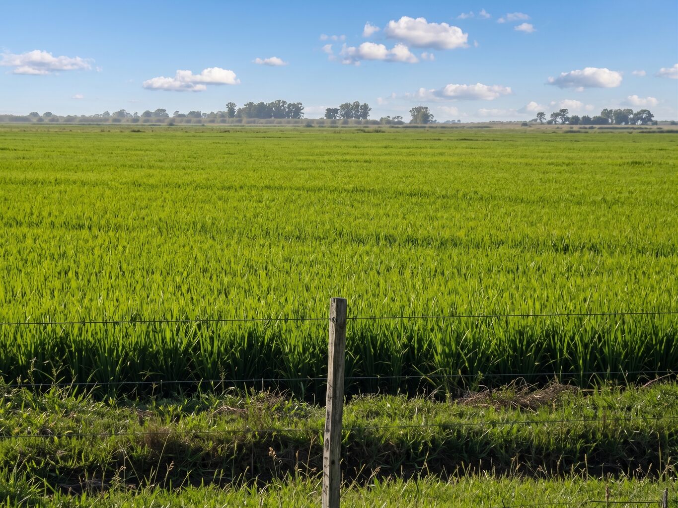 Campo en Tacuarembó