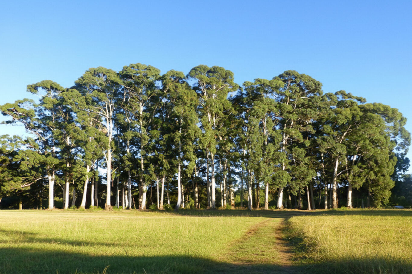 Campo en Tacuarembo — imagen 2