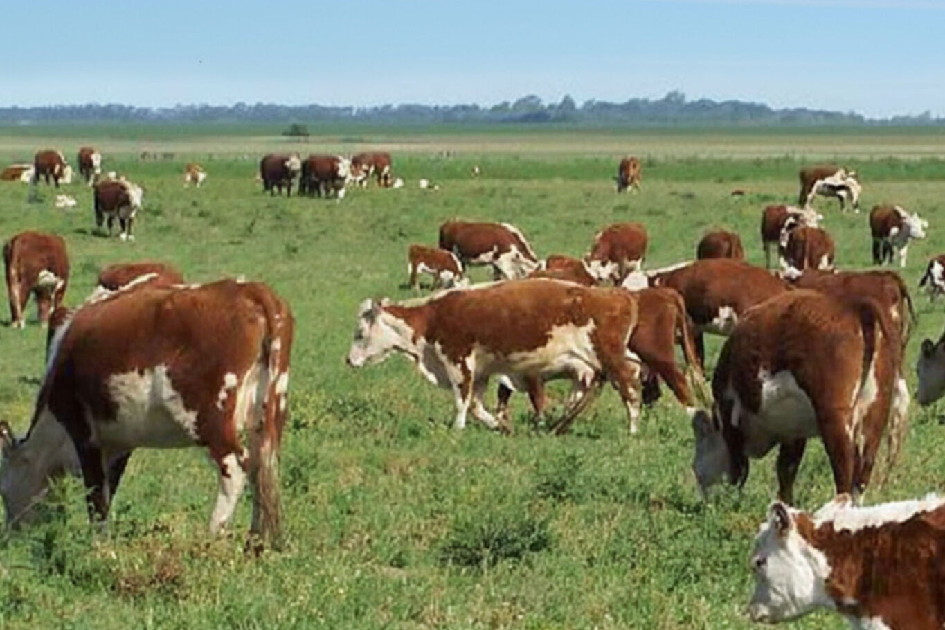 Campo en Tacuarembo — imagen 3