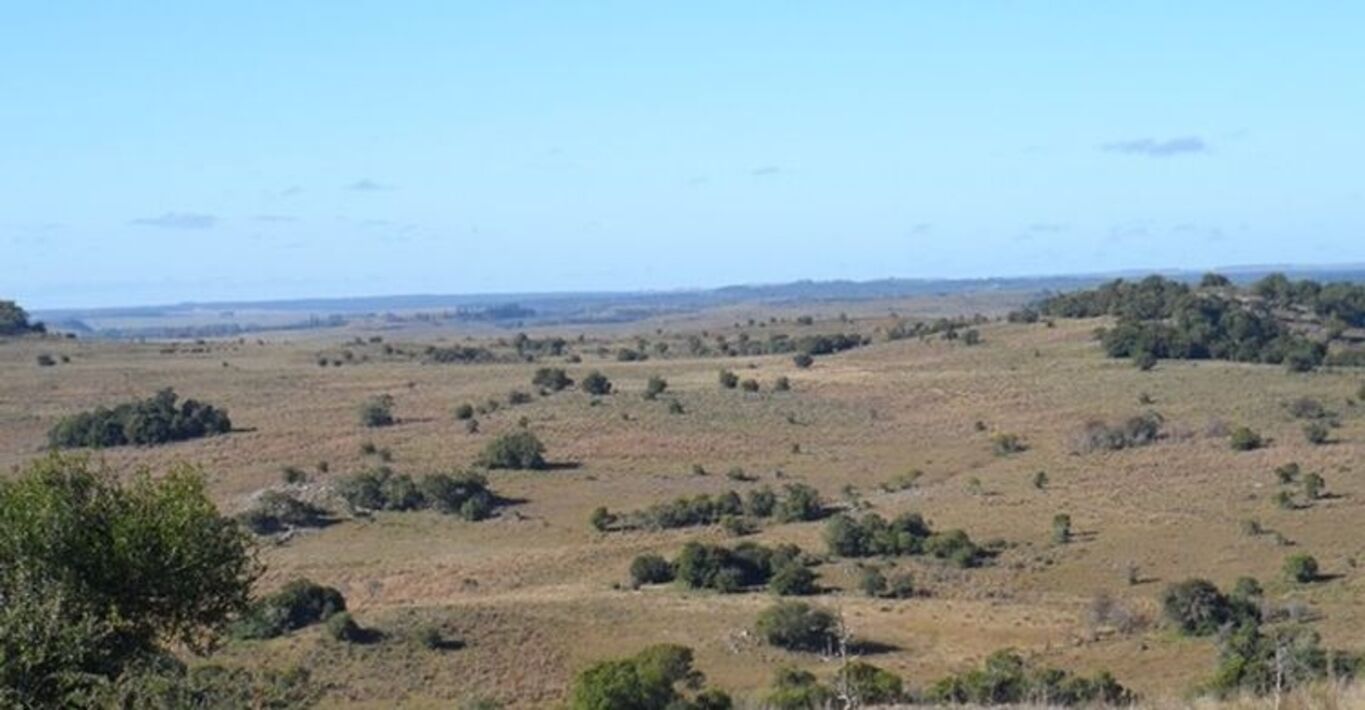Estancia Ganadera en Tacuarembó — imagen 2