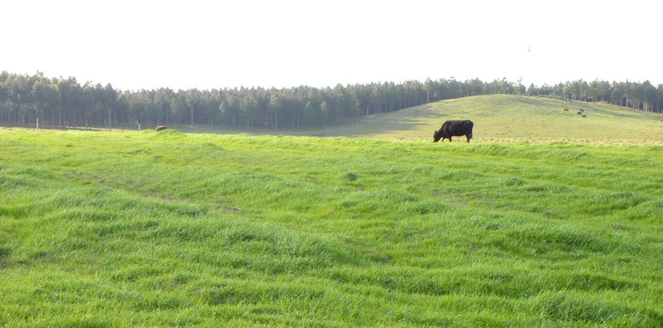 Campo en Tacuarembó — imagen 5