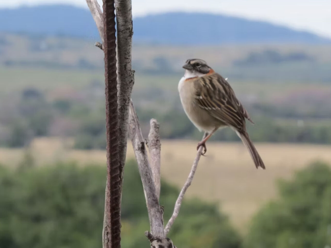 Chacra en las Taperas — imagen 16