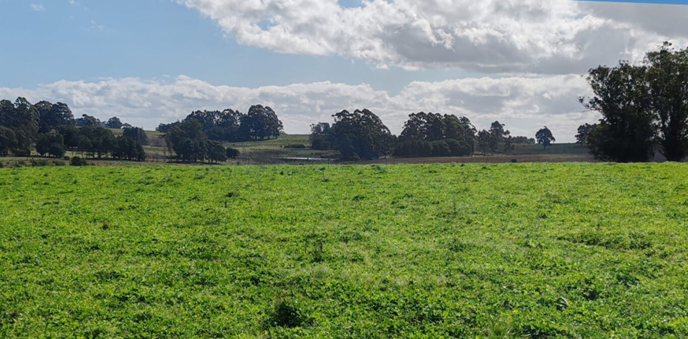 Campo Turístico Forestal