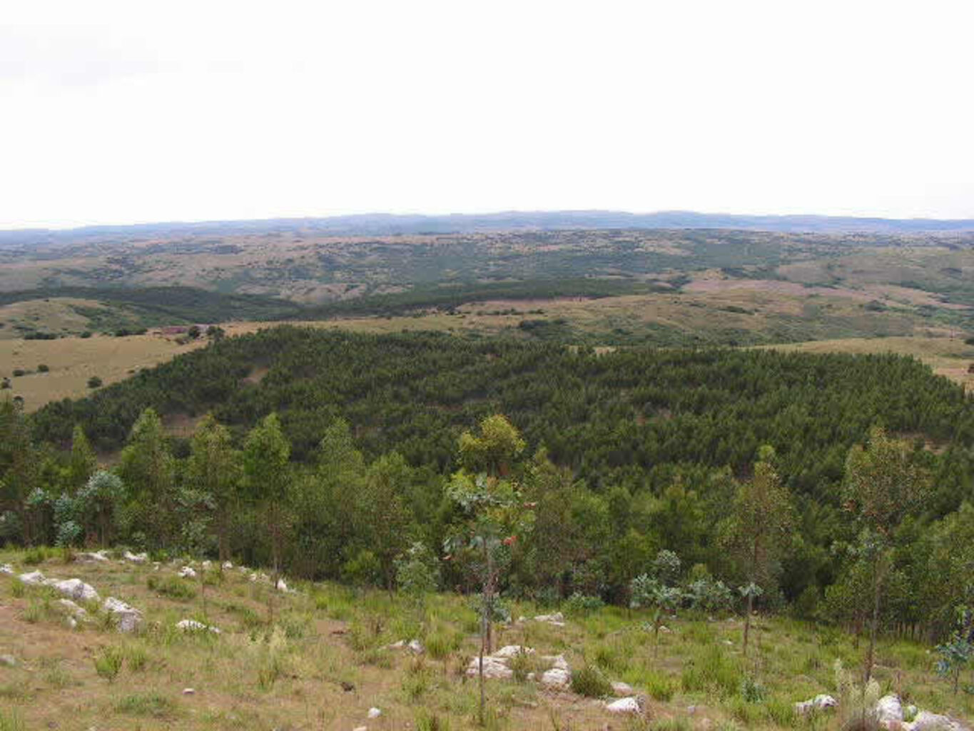 Forestacion "Cerro de los Caracoles"