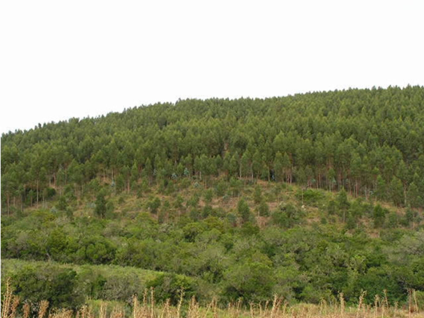 Forestacion "Cerro de los Caracoles" — imagen 5