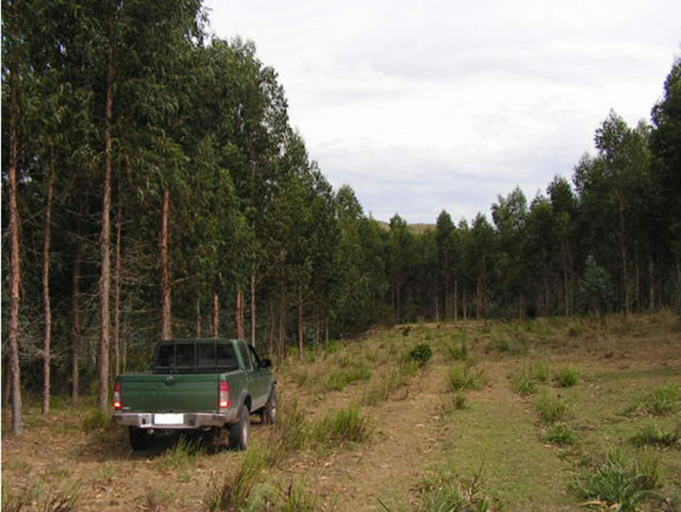 Forestacion "Cerro de los Caracoles" — imagen 7