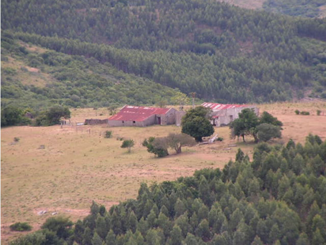 Forestacion "Cerro de los Caracoles" — imagen 8