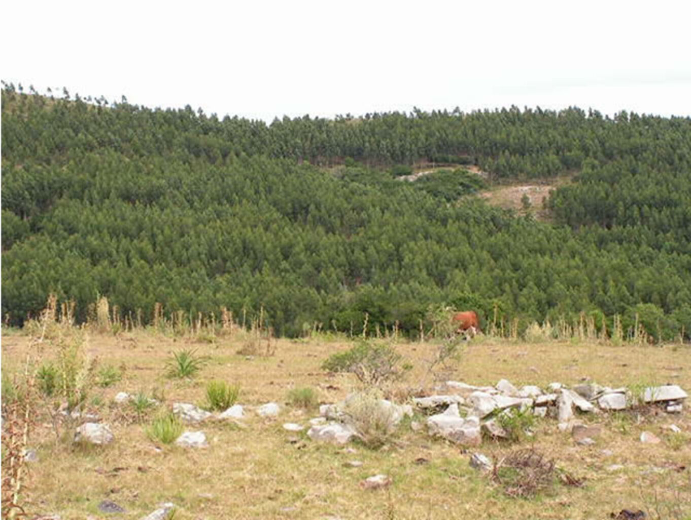 Forestacion "Cerro de los Caracoles" — imagen 9