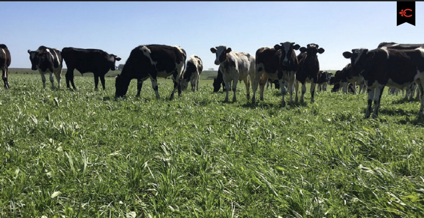 Campo en Canelones