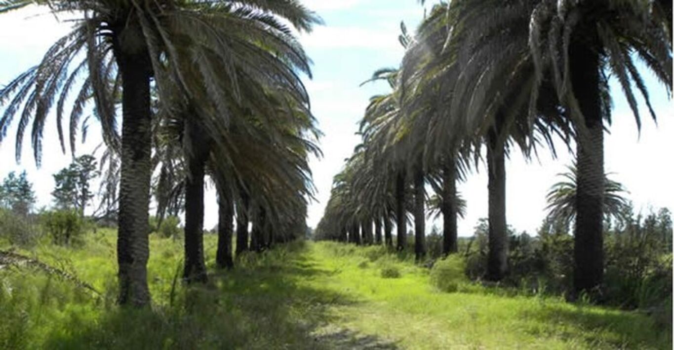 Campo en Joaquín Suárez - Canelones