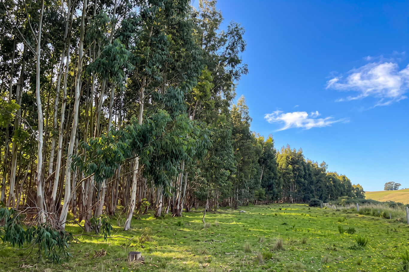 Campo en Lavalleja, 147 Hectáreas Ganadero Forestal