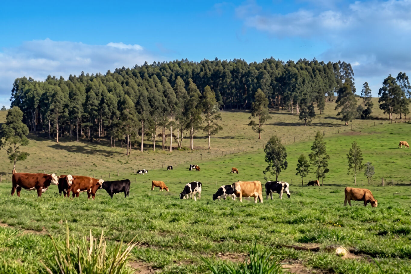 Venta Campo en Lavalleja (9024), 257 Hectáreas Ganadero Forestal