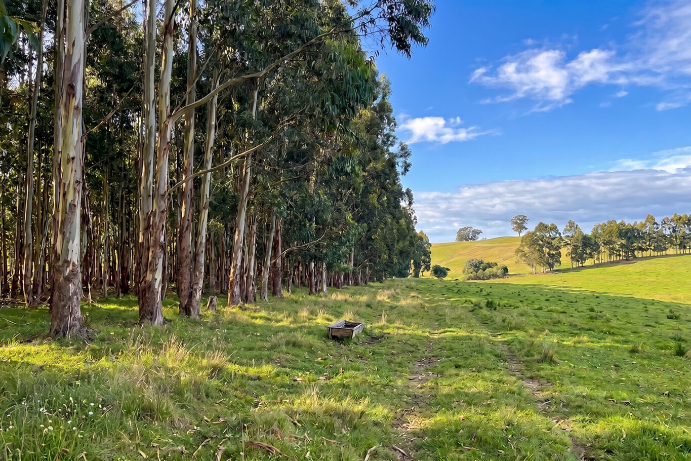 Venta Campo en Lavalleja (9024), 257 Hectáreas Ganadero Forestal — imagen 5
