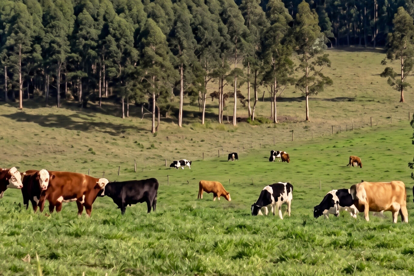 Venta Campo en Lavalleja (9024), 257 Hectáreas Ganadero Forestal — imagen 3
