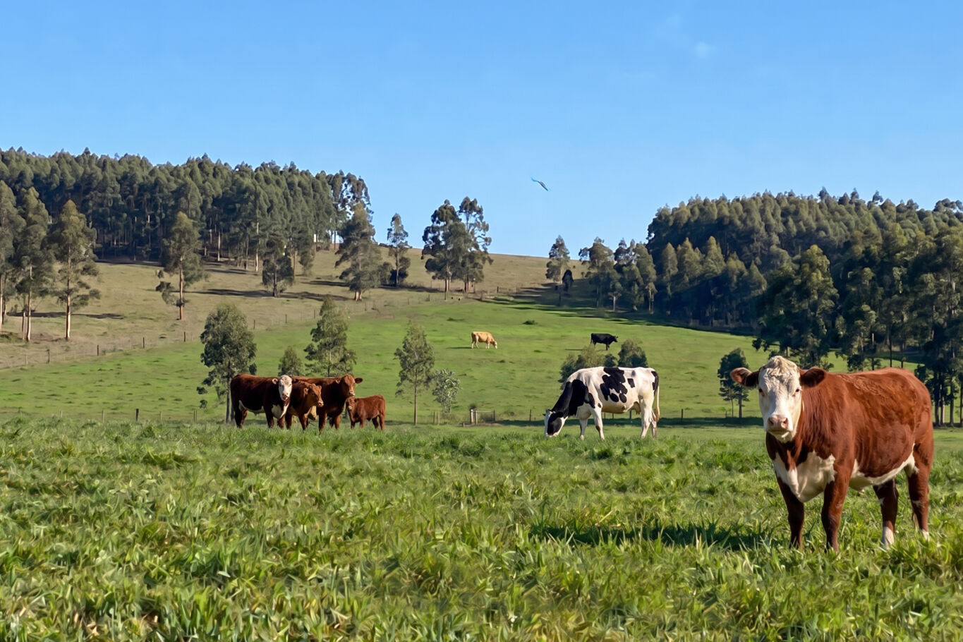 Venta Campo en Lavalleja (9024), 257 Hectáreas Ganadero Forestal — imagen 2