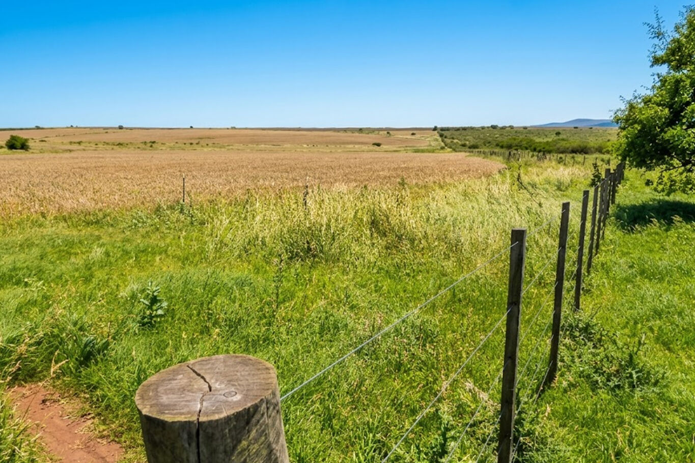 Campo en Paysandú, 813 Hectáreas Ganadero Agrícola — imagen 2