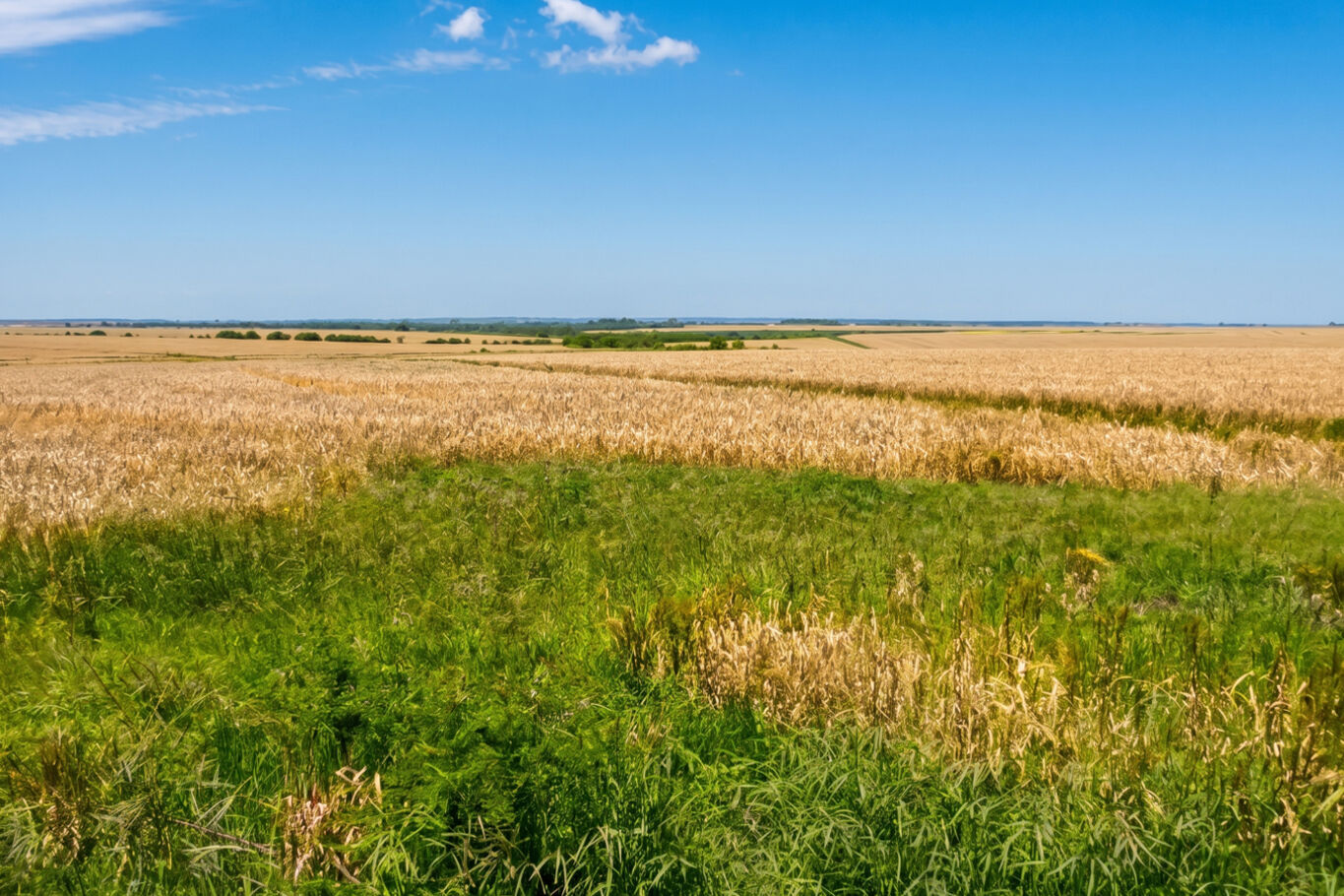 Campo en Paysandú, 813 Hectáreas Ganadero Agrícola