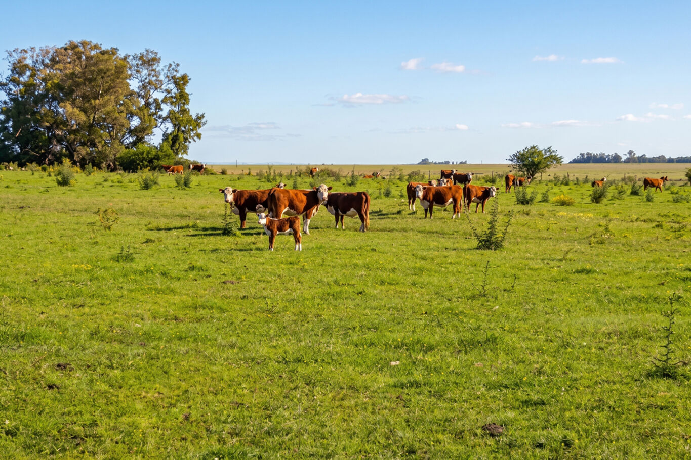Campo en Paysandú, 813 Hectáreas Ganadero Agrícola — imagen 4