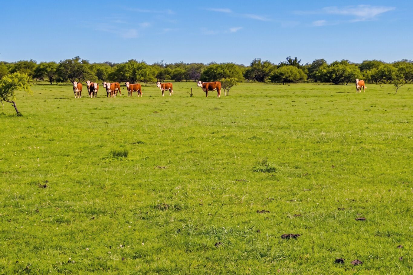Venta Campo en Rocha (9026), 105 Hectáreas Ganadero Forestal — imagen 6