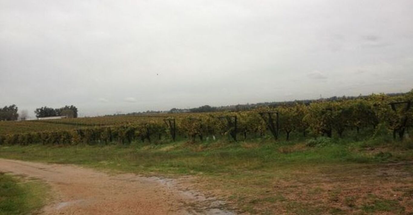 Bodega de Vinos Próxima a Montevideo — imagen 4