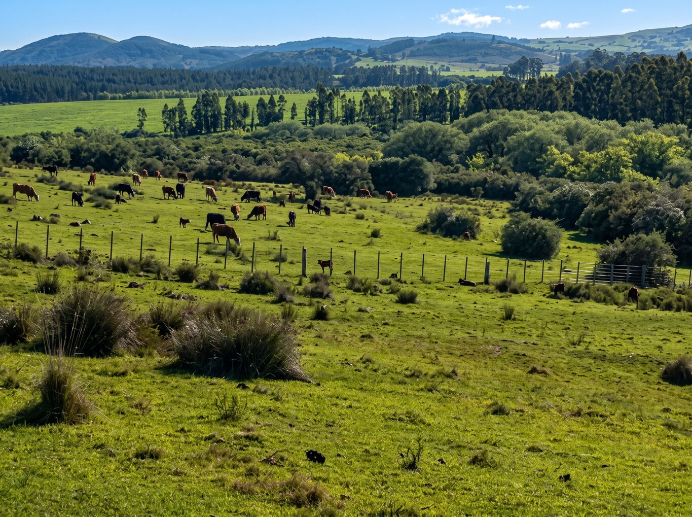 Campo Serrano en Maldonado — imagen 4
