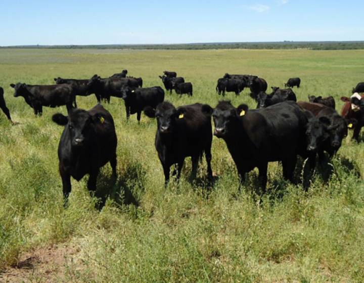 Campo en Rocha