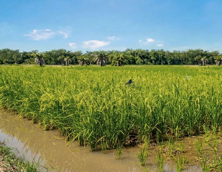 Campo Arrocero