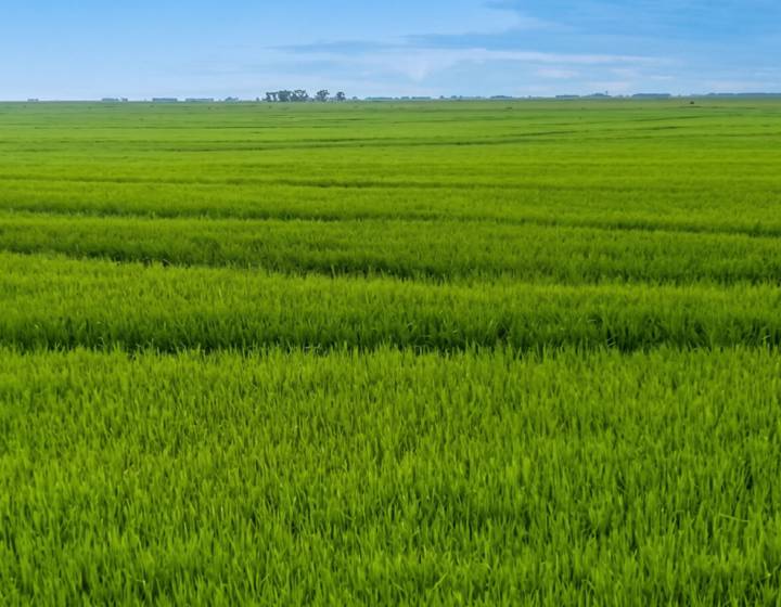 Campo en Rocha