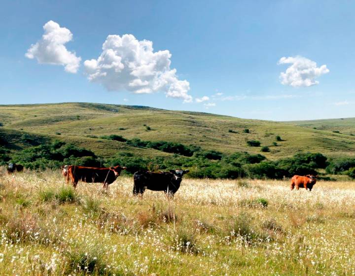 Campo en Treinta y Tres