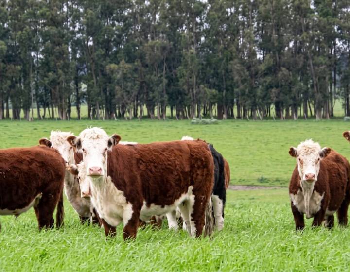 Campo en Cerro Largo