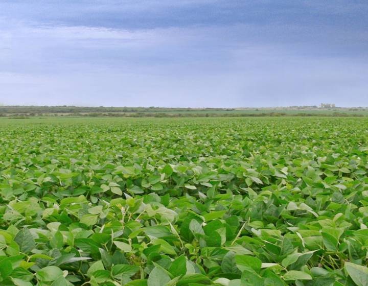 Campo en Cerro Largo