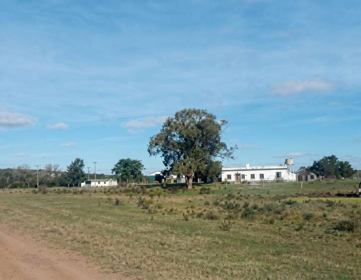 Campo Forestal en Cerro Largo