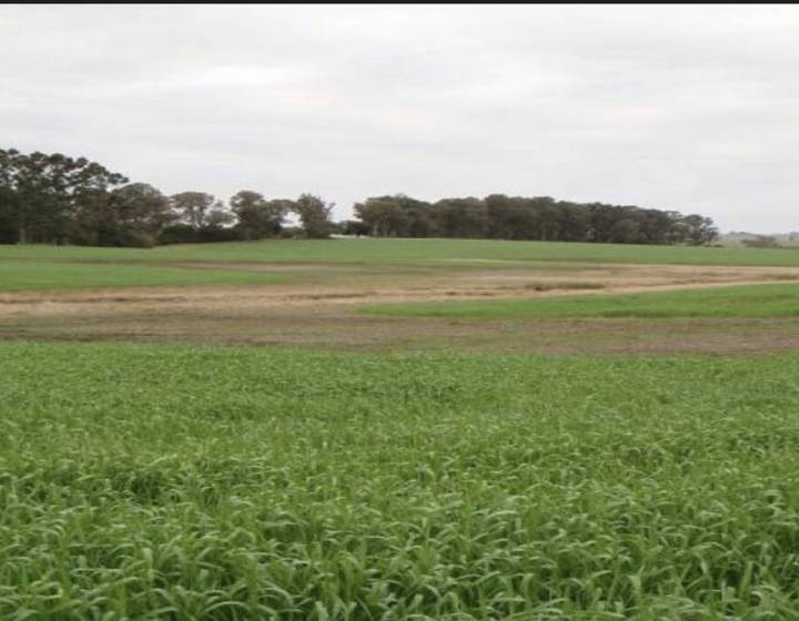 Campo Agrícola - Ganadero en Cerro Largo