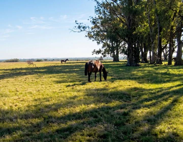 Excelente Campo Ganadero en Cerro Largo