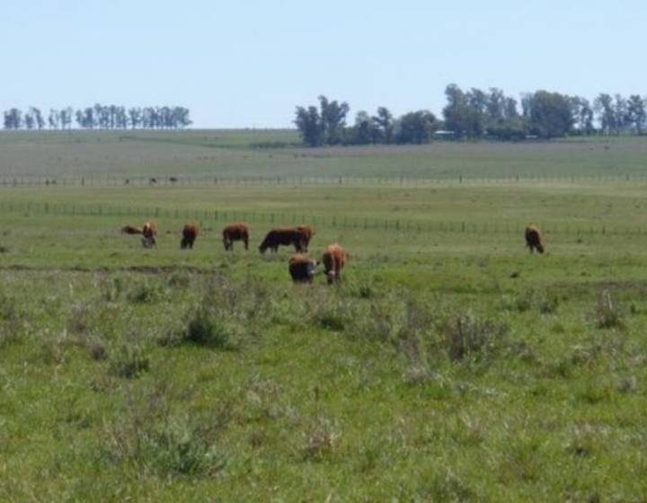Campo Ganadero en Artigas