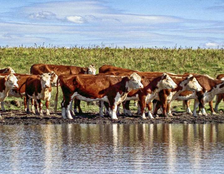 Campo en Salto