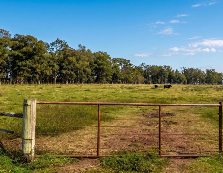 Campo en Salto
