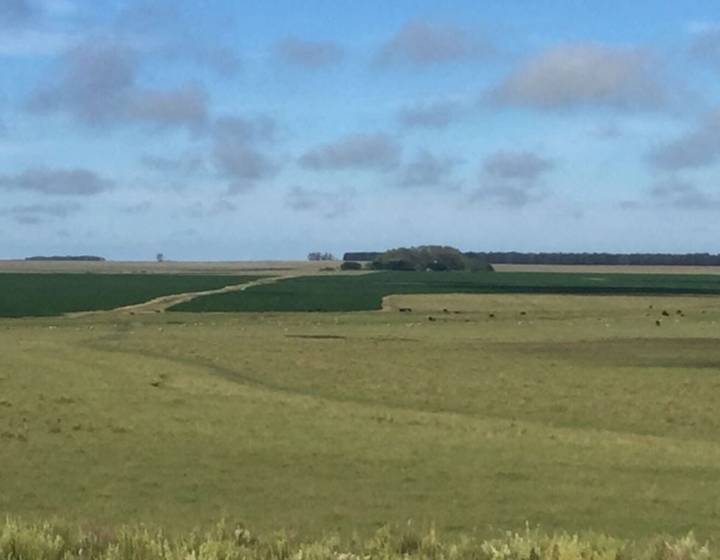Campo en Salto