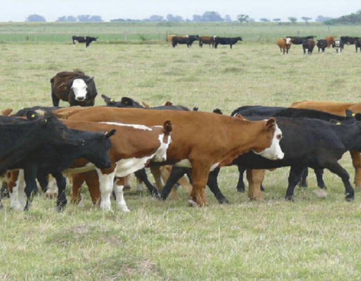 Campo en Paysandú