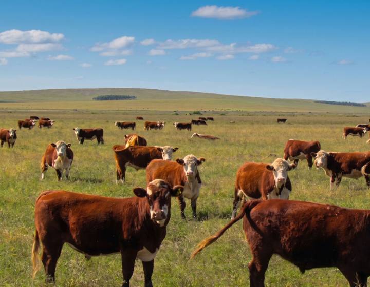 Campo Ganadero "El Queguay"