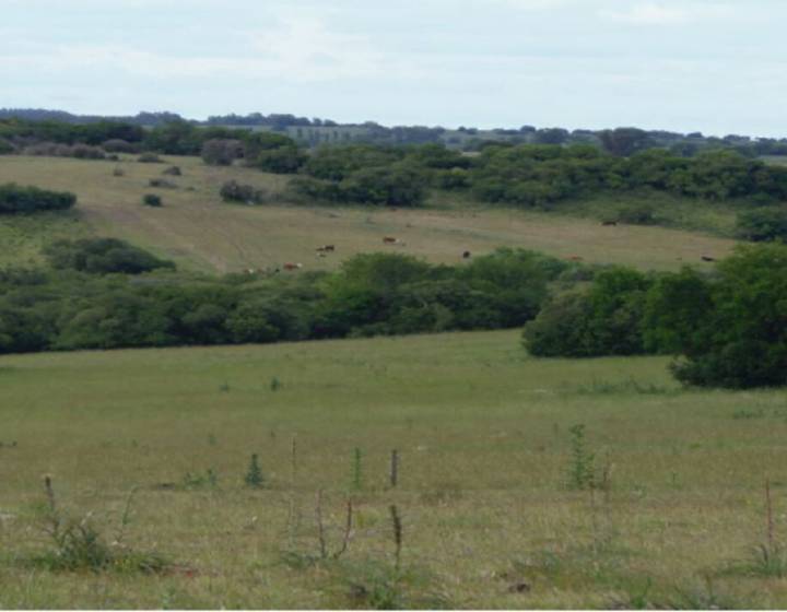 Campo Agrícola Ganadero en Paso Morlán