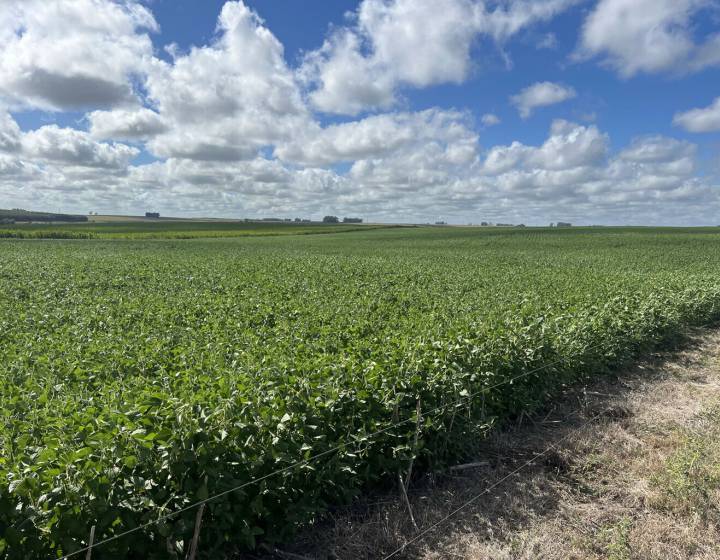 Campo en Flores