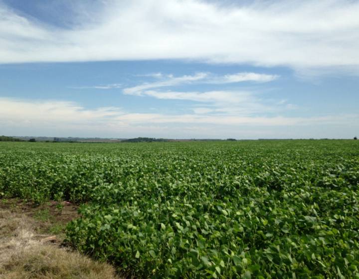 Campo en Florida