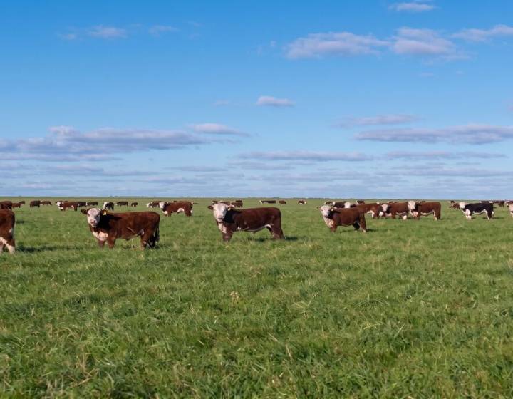 Campo en Florida