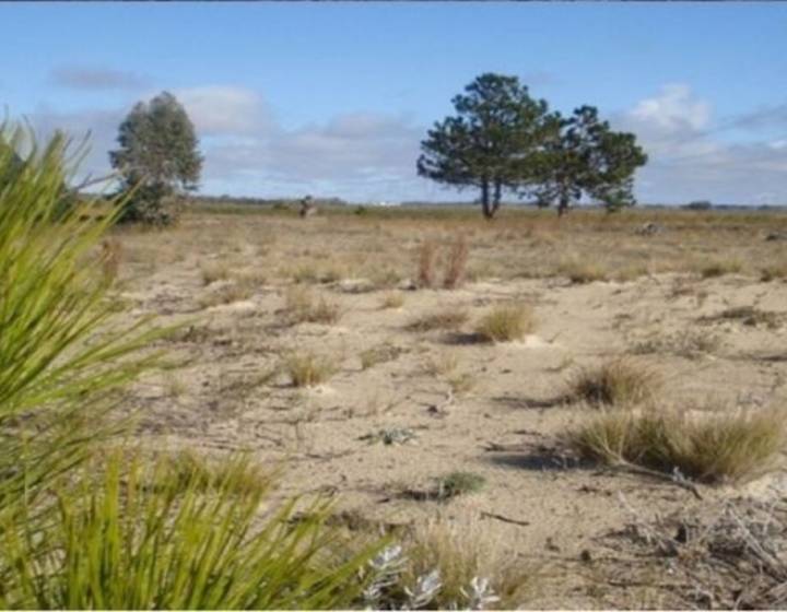 Campo en San José