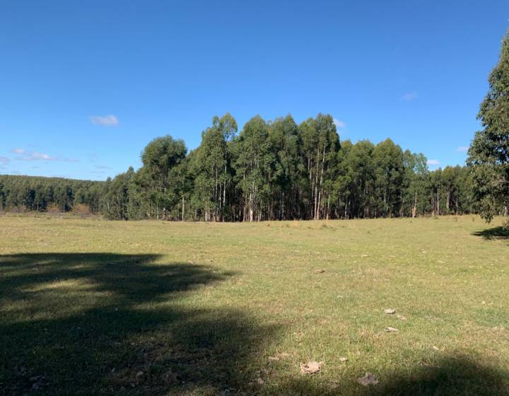 Campo en Rio Negro
