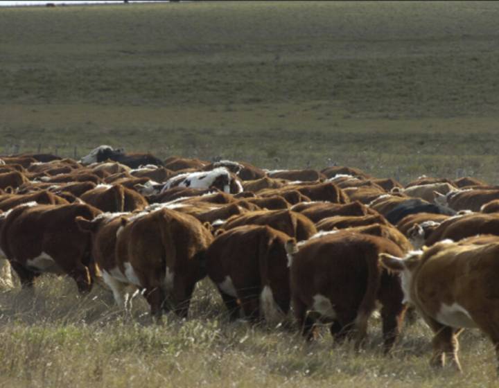 Campo en Lavalleja